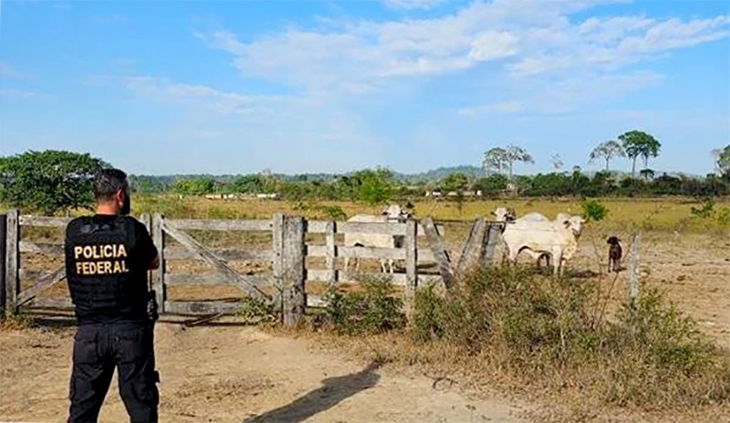 Pf Combate Desmatamento Para Cria O De Gado Na Floresta Amaz Nica